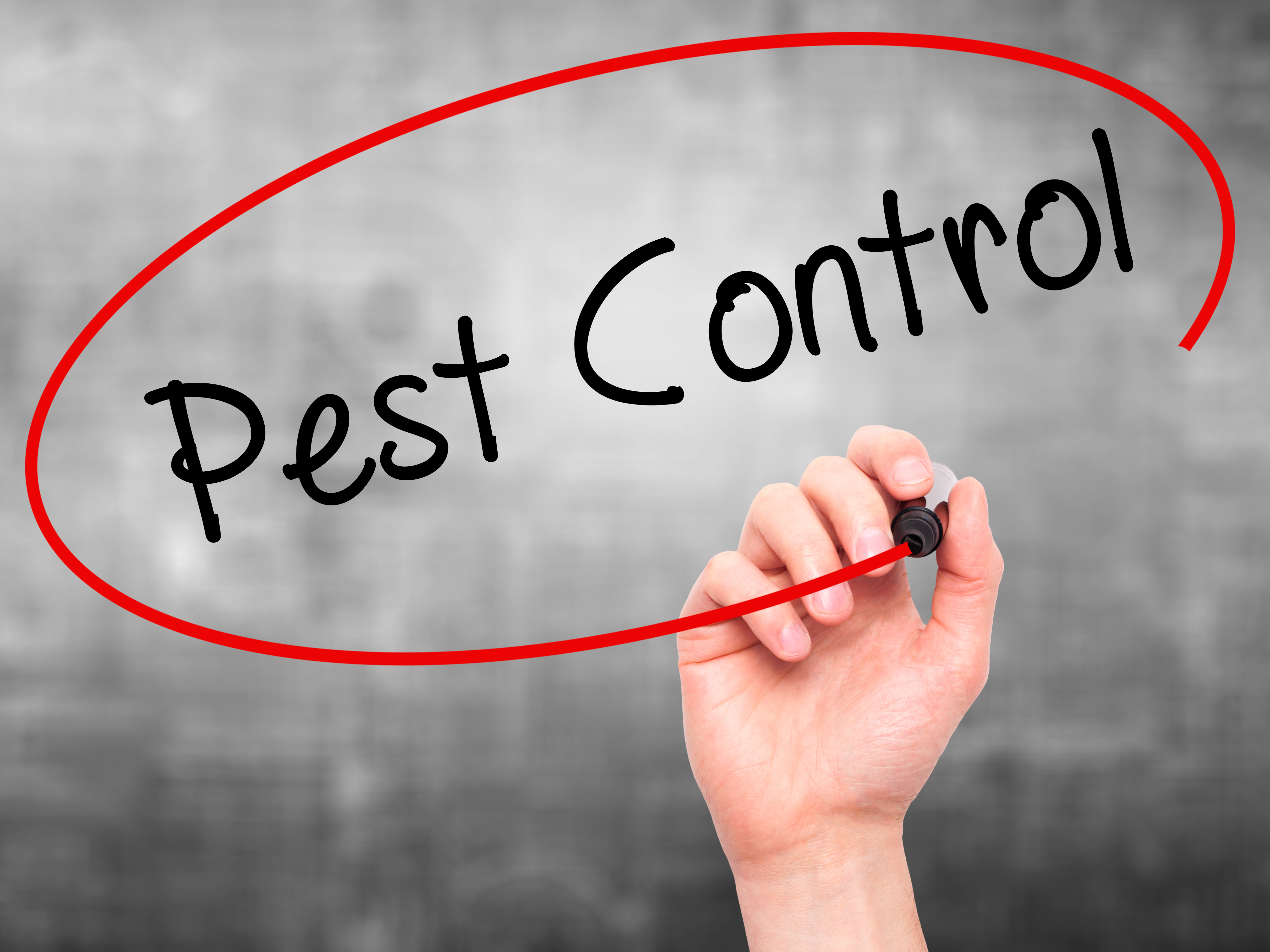 pest control - wasps